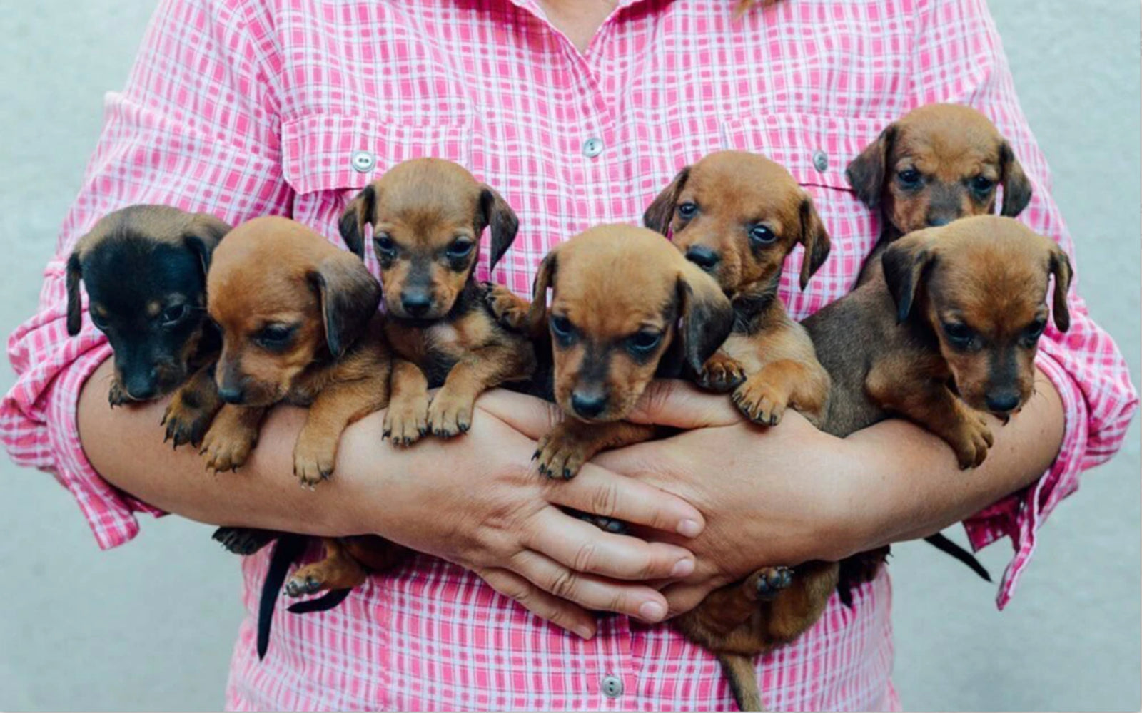 Puppies, Chains, and Jerry Seinfeld